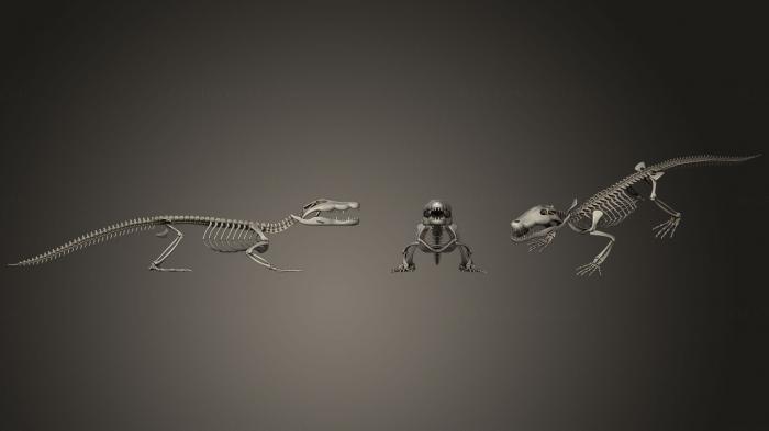 Anatomy of skeletons and skulls (ANTM_0370) 3D model for CNC machine